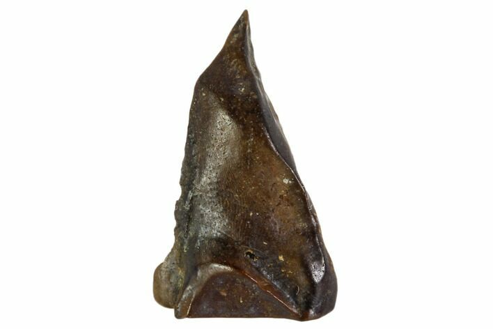 Ceratopsid Tooth - Montana #106875